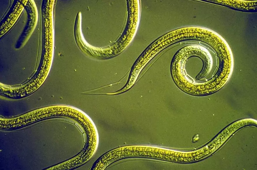 beneficial nematodes beneficial nematodes
