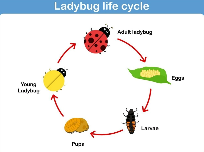 ladybug eggs ladybug eggs