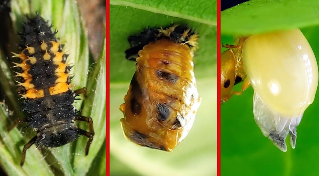 ladybug larvae ladybug larvae