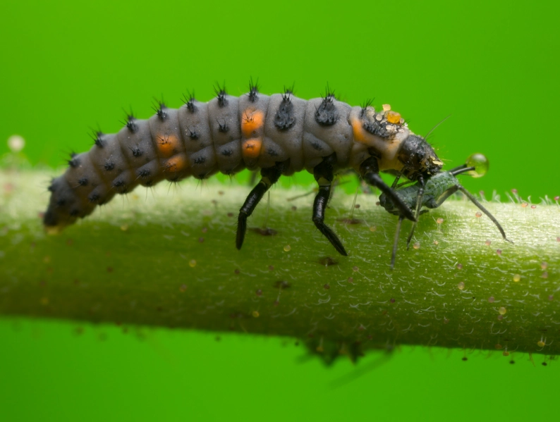 ladybug life cycle ladybug life cycle