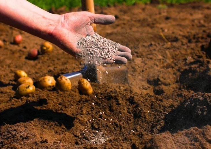 fertilizing potatoes