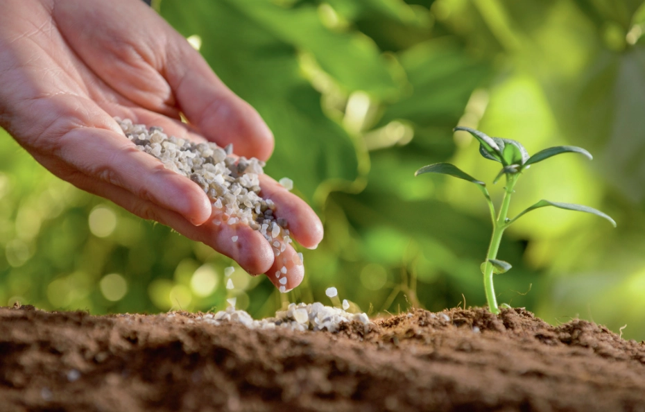 how to fertilize potatoes how to fertilize potatoes