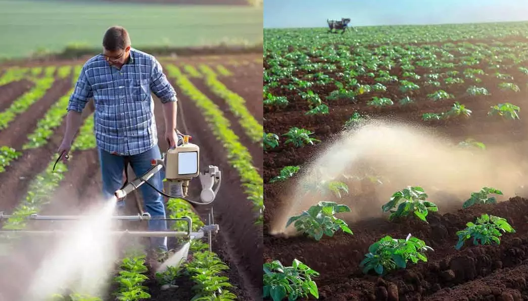 how to fertilize potatoes how to fertilize potatoes