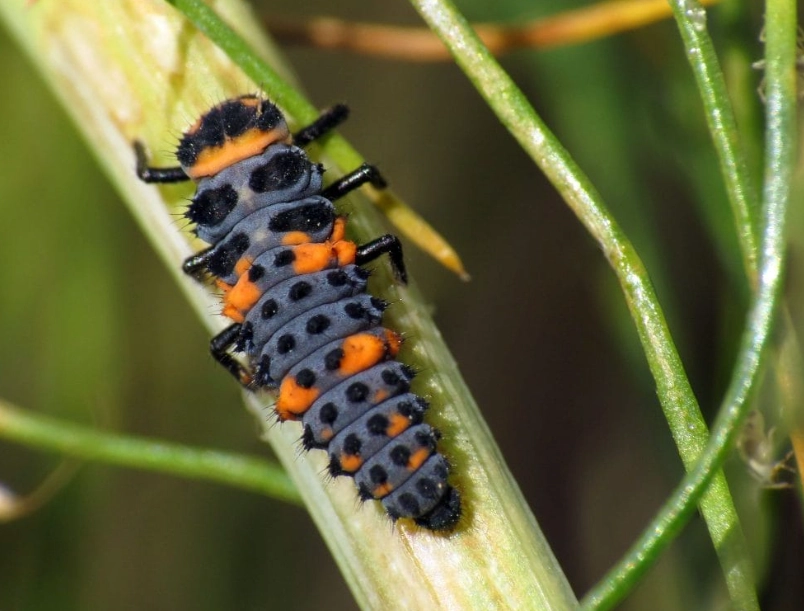 ladybug larvae
