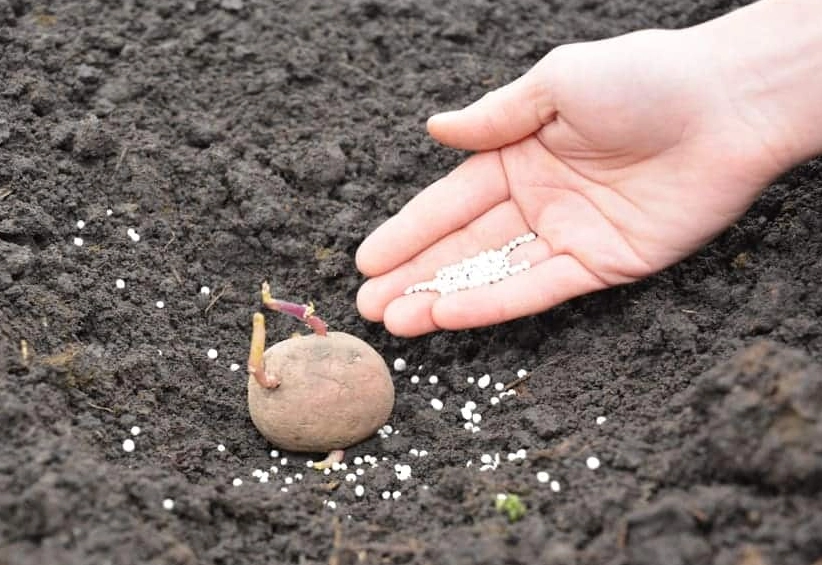 best fertilizer for potatoes best fertilizer for potatoes
