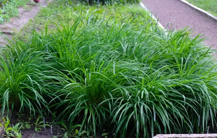 ornamental grasses