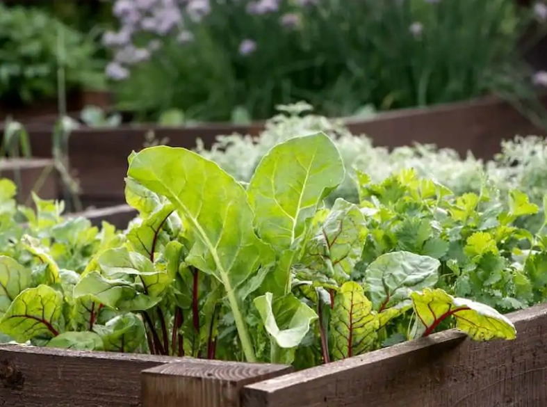 boxed vegetable gardens