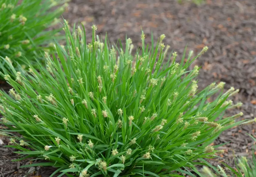 carex grass