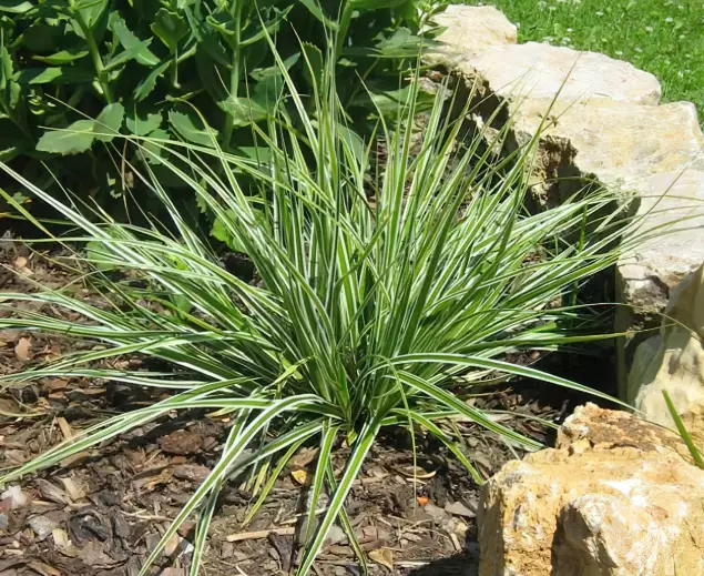 carex