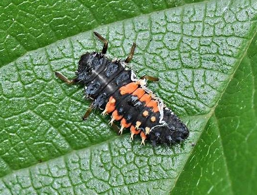 ladybug nymph