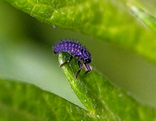 ladybug larvae ladybug larvae