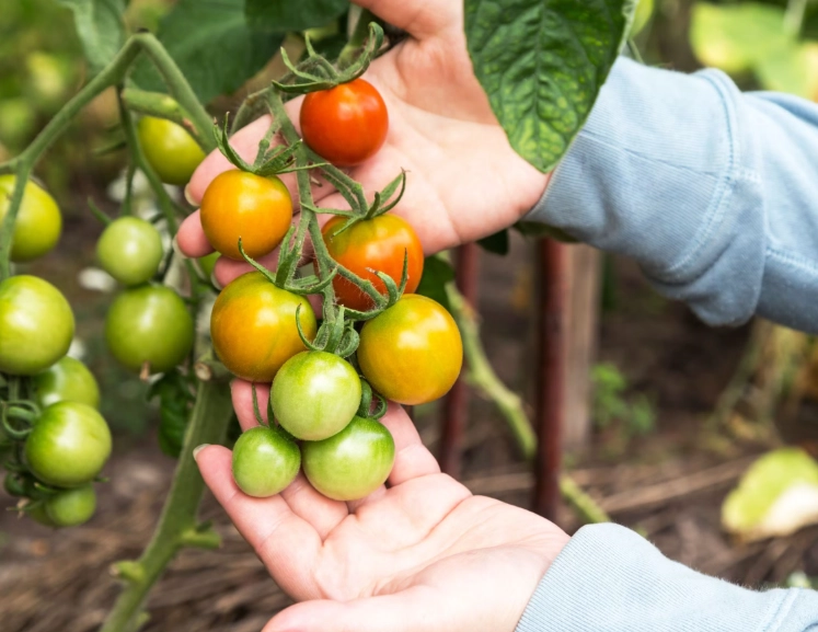 picking tomatoes
