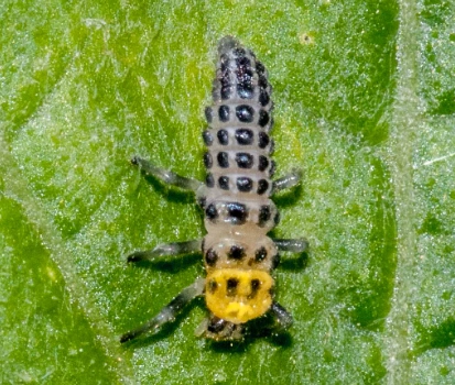 ladybug larvae ladybug larvae