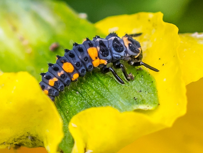 ladybug nymph identification ladybug nymph identification