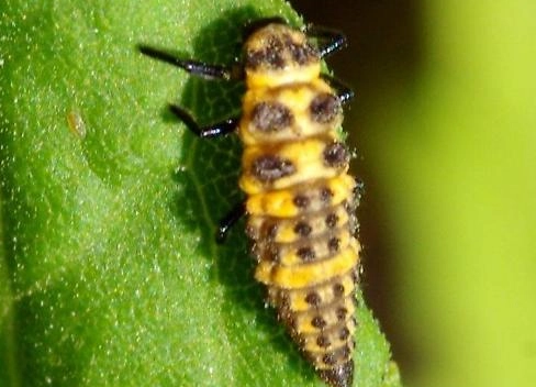 beneficial insects garden beneficial insects garden