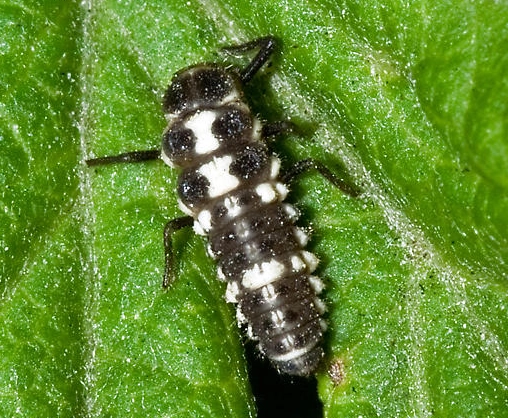 beneficial insects garden beneficial insects garden