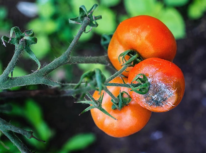 tomato leaf curl treatment tomato leaf curl treatment