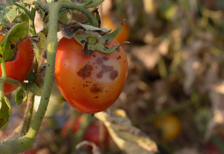 how to treat tomato blight how to treat tomato blight
