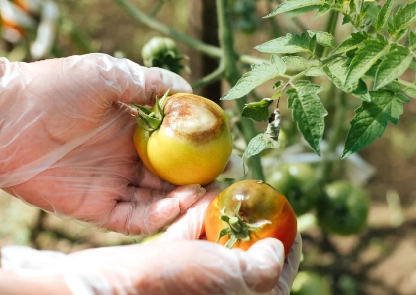 how to treat tomato blight how to treat tomato blight
