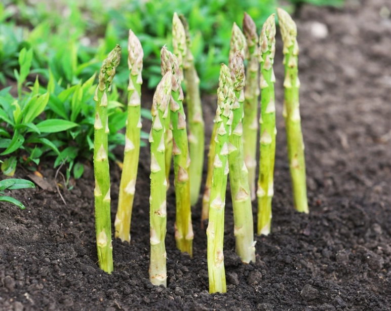 asparagus in ground