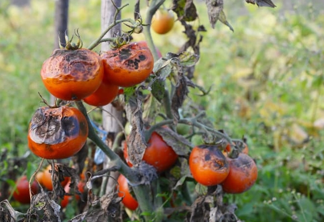 treating diseased tomato plants