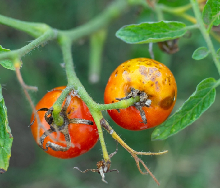 tomato plant diseases treatment tomato plant diseases treatment