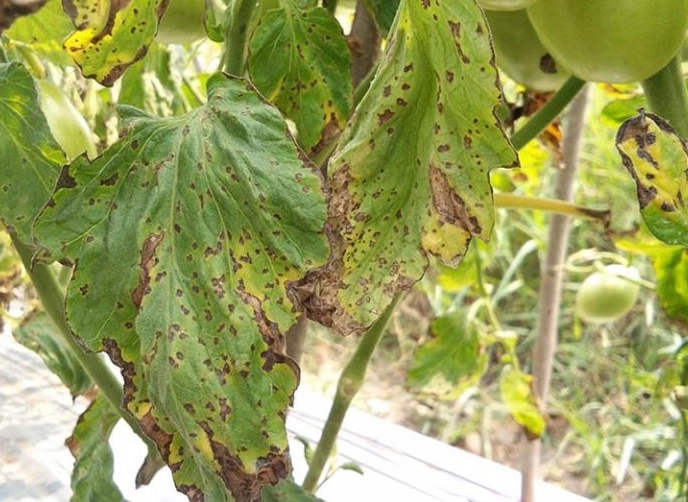 tomato leaf curl treatment tomato leaf curl treatment
