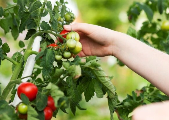when do you pick your tomatoes