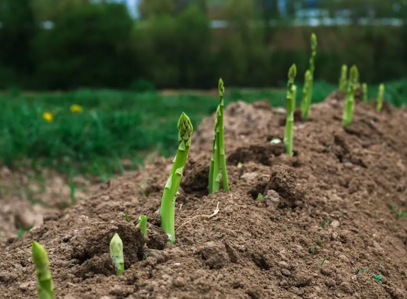 how long does it take for asparagus to grow