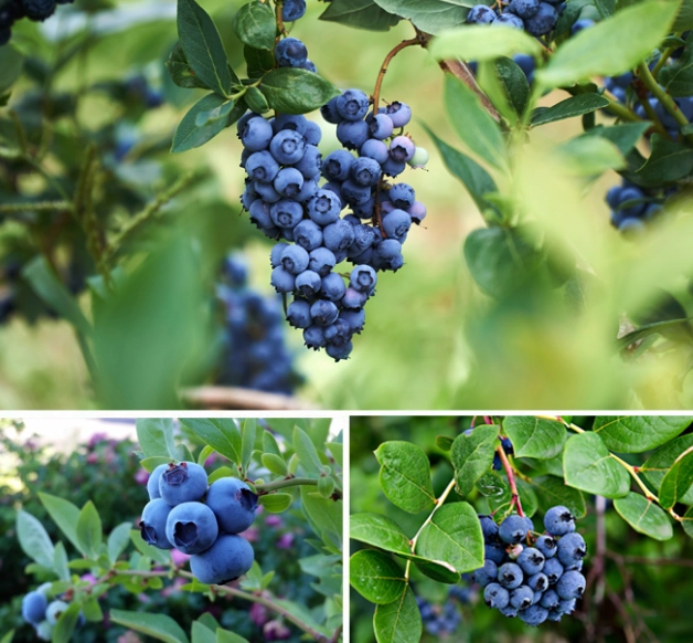 blueberry plant maintenance