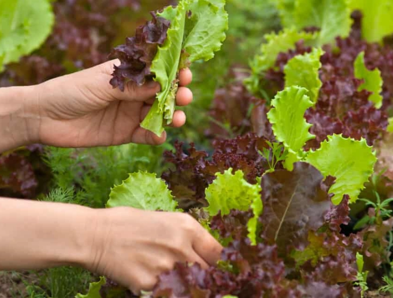 how to harvest lettuce how to harvest lettuce