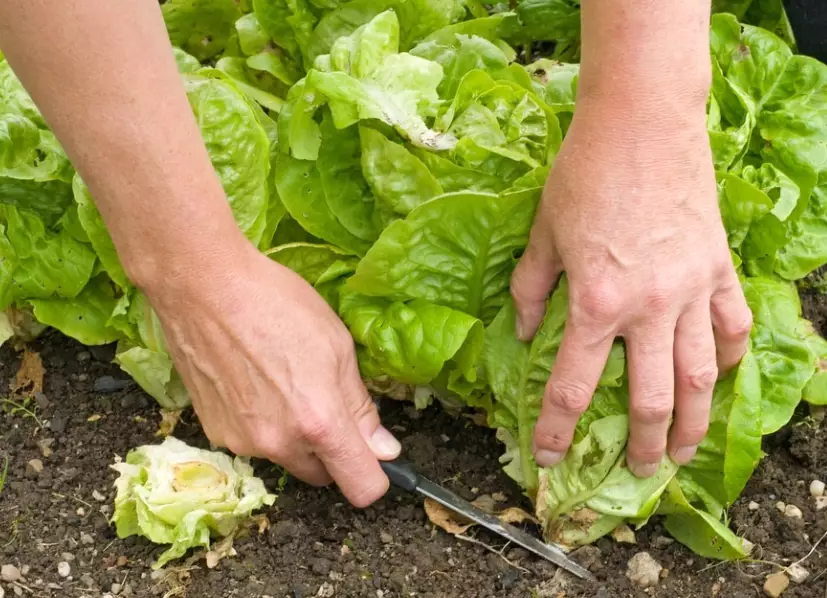 when to pick lettuce when to pick lettuce