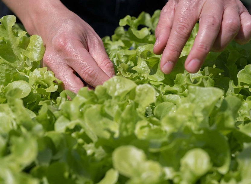 harvesting leaf lettuce harvesting leaf lettuce