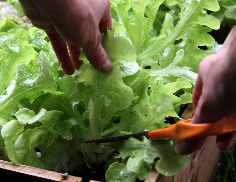 when to pick lettuce when to pick lettuce