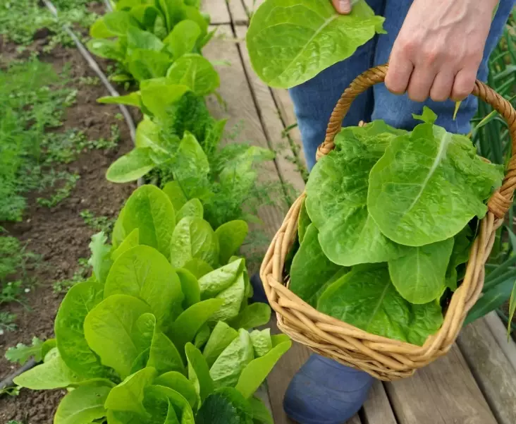 how do you pick lettuce from your garden