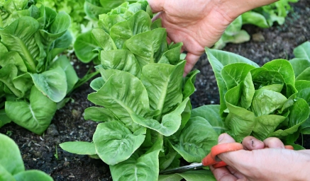 harvesting leaf lettuce harvesting leaf lettuce