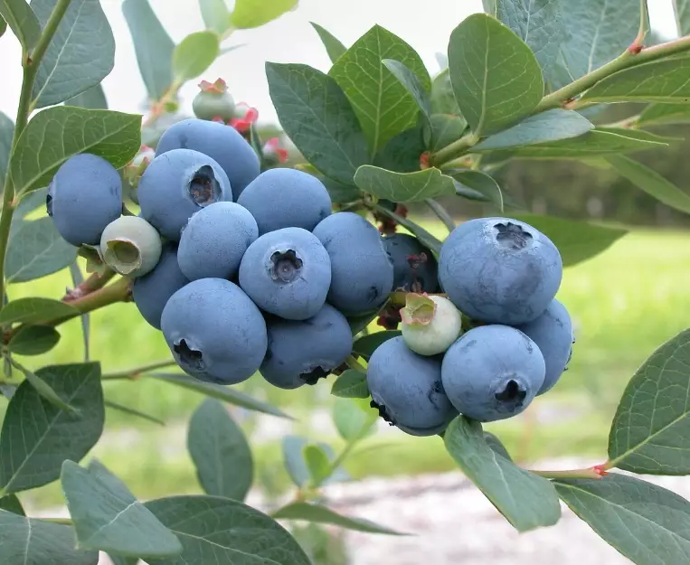 blueberry bush