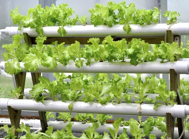 hydroponics water